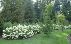 Limelight PeeGee Hydrangea - 7 Gallon Pot (3-4') -Garden Plant Shop Hydrangea Limelight hedge natural 3