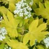 Little Honey Oakleaf Hydrangea - 1 Gallon Pot