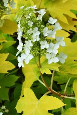 Little Honey Oakleaf Hydrangea - 1 Gallon Pot 9 Little Honey Oakleaf Hydrangea - 1 Gallon Pot -Garden Plant Shop Hydrangea Little Honey 3