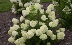 Little Lime Hydrangea - 3 Pack Of Quart Pots -Garden Plant Shop Hydrangea Little Lime 1 3