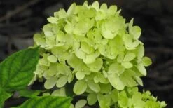 Little Lime Hydrangea - 2 Gallon Pot -Garden Plant Shop Hydrangea Little Lime 2