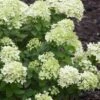 Little Lime Hydrangea - 2 Gallon Pot