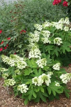 Munchkin Dwarf Oakleaf Hydrangea - 3 Gallon Pot -Garden Plant Shop Hydrangea Munchkin 11 2