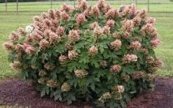 Munchkin Dwarf Oakleaf Hydrangea - 3 Gallon Pot -Garden Plant Shop Hydrangea Munchkin 2