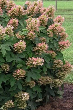 Munchkin Dwarf Oakleaf Hydrangea - 3 Gallon Pot -Garden Plant Shop Hydrangea Munchkin 500x750 3