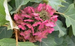 Munchkin Dwarf Oakleaf Hydrangea - 3 Gallon Pot -Garden Plant Shop Hydrangea Munchkin Bloom Closeup 2