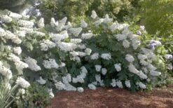 Oakleaf Hydrangea - 3 Gallon Pot 9 Oakleaf Hydrangea - 3 Gallon Pot -Garden Plant Shop Hydrangea Oakleaf 12