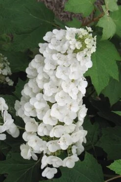 Alice Oakleaf Hydrangea - 3 Gallon Pot -Garden Plant Shop Hydrangea Oakleaf Alice 4