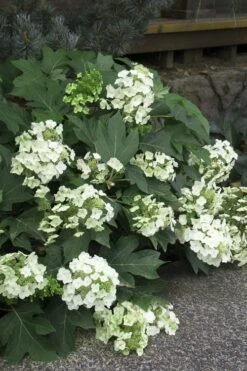 Pee Wee Dwarf Oakleaf Hydrangea - 3 Gallon Pot -Garden Plant Shop Hydrangea Oakleaf Pee Wee 11 2