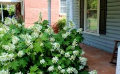 Pee Wee Dwarf Oakleaf Hydrangea - 3 Gallon Pot -Garden Plant Shop Hydrangea Oakleaf Pee Wee 2