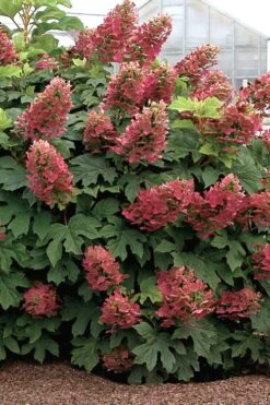 Ruby Slippers Dwarf Oakleaf Hydrangea - 7 Gallon Pot