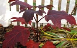 Ruby Slippers Dwarf Oakleaf Hydrangea - 7 Gallon Pot 10 Ruby Slippers Dwarf Oakleaf Hydrangea - 7 Gallon Pot -Garden Plant Shop Hydrangea Oakleaf Ruby Slippers Fall Foliage Color 2