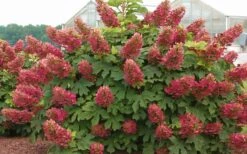 Ruby Slippers Dwarf Oakleaf Hydrangea - 3 Gallon Pot -Garden Plant Shop Hydrangea Oakleaf Ruby Slippers Full Bloom