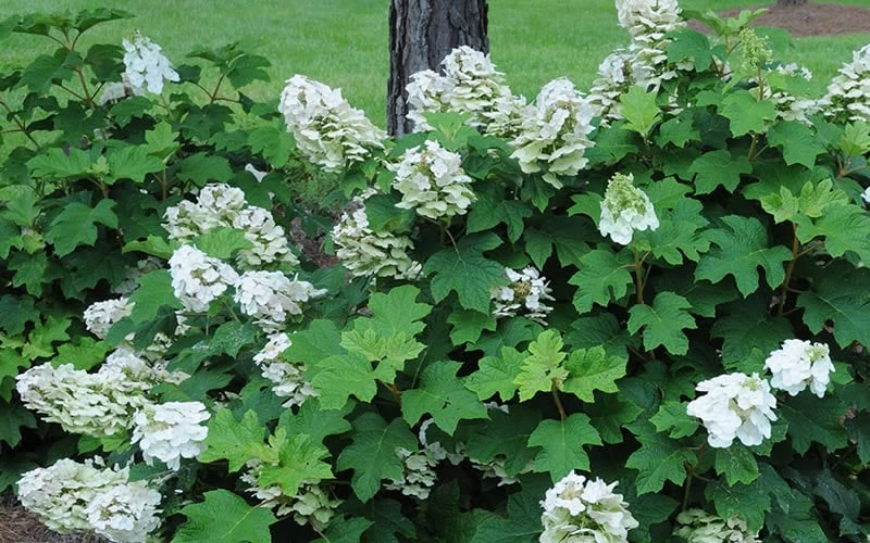 Ruby Slippers Dwarf Oakleaf Hydrangea - 7 Gallon Pot 6 Ruby Slippers Dwarf Oakleaf Hydrangea - 7 Gallon Pot - Image 6