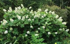 Semmes Beauty Oakleaf Hydrangea - 3 Gallon Pot -Garden Plant Shop Hydrangea Oakleaf Semmes Beauty 10