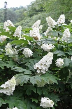 Snow Queen Oakleaf Hydrangea - 1 Gallon Pot -Garden Plant Shop Hydrangea Oakleaf Snow Queen 10 1
