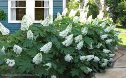 Snow Queen Oakleaf Hydrangea - 1 Gallon Pot -Garden Plant Shop Hydrangea Oakleaf Snow Queen 11 1