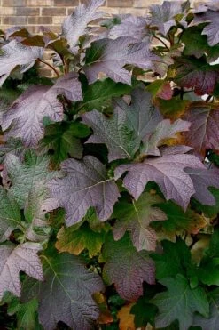 Snow Queen Oakleaf Hydrangea - 2 Gallon Pot -Garden Plant Shop Hydrangea Oakleaf Snow Queen 3 2