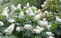 Snow Queen Oakleaf Hydrangea - 1 Gallon Pot -Garden Plant Shop Hydrangea Oakleaf Snow Queen 6 1
