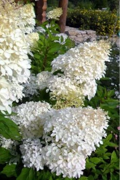 Phantom Hydrangea - 5 Gallon Pot -Garden Plant Shop Hydrangea Phantom 500x750 4