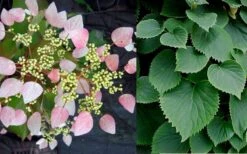 Roseum Pink Climbing Hydrangea - Schizophragma Hydrangeoides - 3 Gallon Pot -Garden Plant Shop Hydrangea Pink Climbing 1