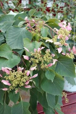 Roseum Pink Climbing Hydrangea - Schizophragma Hydrangeoides - 3 Gallon Pot -Garden Plant Shop Hydrangea Pink Climbing 1 500x750 1