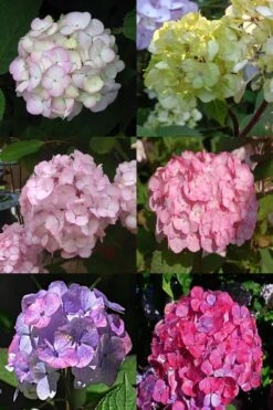 Preziosa Multi Color Hydrangea - 3 Gallon Pot -Garden Plant Shop Hydrangea Preziosa 19