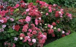 Preziosa Multi Color Hydrangea - 3 Gallon Pot -Garden Plant Shop Hydrangea Preziosa 7