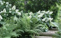 Oakleaf Hydrangea - 3 Gallon Pot 11 Oakleaf Hydrangea - 3 Gallon Pot -Garden Plant Shop Hydrangea Quercifolia Oakleaf 50 1