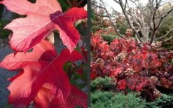 Semmes Beauty Oakleaf Hydrangea - 3 Gallon Pot -Garden Plant Shop Hydrangea Semmes Beauty Fall Foliage Color