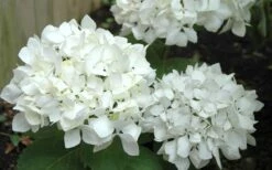 Sister Theresa Hydrangea - 3 Gallon Pot -Garden Plant Shop Hydrangea Sister Theresa 50
