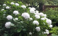 Sister Theresa Hydrangea - 3 Gallon Pot -Garden Plant Shop Hydrangea Sister Theresa 51