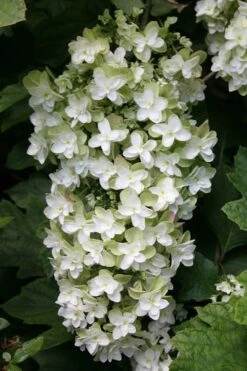 Snowflake Oakleaf Hydrangea - 5 Gallon Pot -Garden Plant Shop Hydrangea Snowflake 10