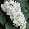 Snowflake Oakleaf Hydrangea - 5 Gallon Pot
