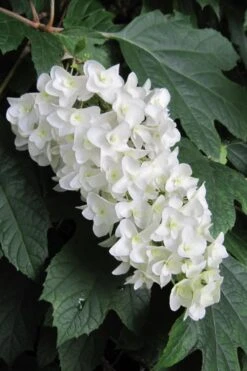 Snowflake Oakleaf Hydrangea - 5 Gallon Pot