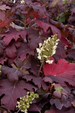 Snowflake Oakleaf Hydrangea - 5 Gallon Pot -Garden Plant Shop Hydrangea Snowflake 25