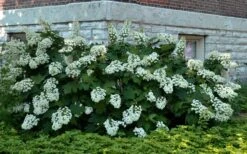 Snowflake Oakleaf Hydrangea - 5 Gallon Pot -Garden Plant Shop Hydrangea Snowflake 26