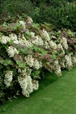 Snowflake Oakleaf Hydrangea - 5 Gallon Pot -Garden Plant Shop Hydrangea Snowflake 8