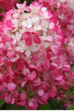 Strawberry Sundae Hydrangea - 1 Gallon Pot -Garden Plant Shop Hydrangea Strawberry Sundae Flower 1 1