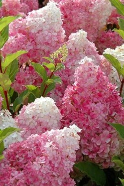 Strawberry Sundae Hydrangea - 1 Gallon Pot -Garden Plant Shop Hydrangea Strawberry Sundae Flowers 3 1