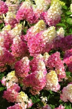 Strawberry Sundae Hydrangea - 1 Gallon Pot -Garden Plant Shop Hydrangea Strawberry Sundae Flowers 5 1