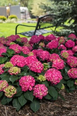 Summer Crush Endless Summer Hydrangea - 2 Gallon Pot -Garden Plant Shop Hydrangea Summer Crush Endless Summer 3 3