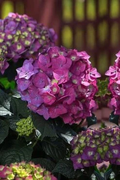 Summer Crush Endless Summer Hydrangea - 2 Gallon Pot -Garden Plant Shop Hydrangea Summer Crush Endless Summer 4 3