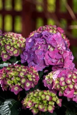 Summer Crush Endless Summer Hydrangea - 6 Gallon Pot -Garden Plant Shop Hydrangea Summer Crush Endless Summer 5 4
