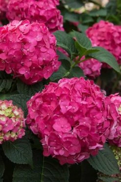 Summer Crush Endless Summer Hydrangea - 3 Gallon Pot 12 Summer Crush Endless Summer Hydrangea - 3 Gallon Pot -Garden Plant Shop Hydrangea Summer Crush Endless Summer 6 2