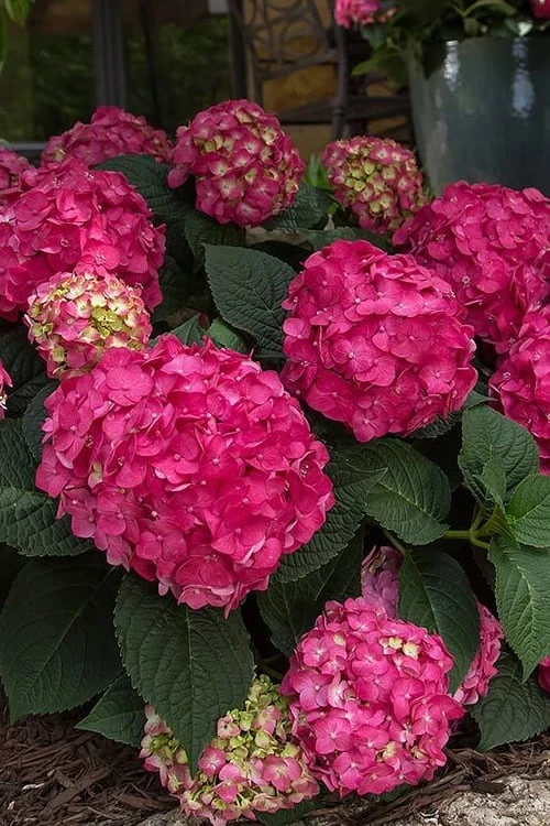 Summer Crush Endless Summer Hydrangea - 7 Gallon Pot 9 Summer Crush Endless Summer Hydrangea - 7 Gallon Pot - Image 9