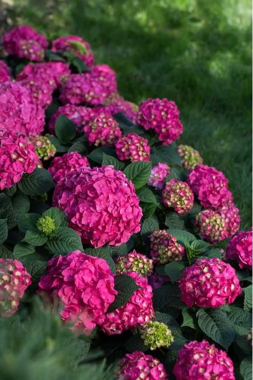 Summer Crush Endless Summer Hydrangea - 3 Gallon Pot 6 Summer Crush Endless Summer Hydrangea - 3 Gallon Pot - Image 6