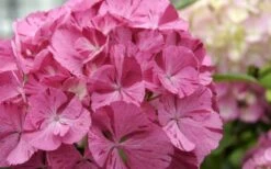 Sweet Fantasy Hydrangea - 3 Gallon Pot -Garden Plant Shop Hydrangea Sweet Fantasy 2