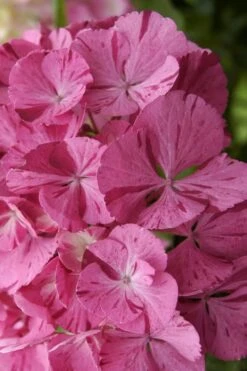 Sweet Fantasy Hydrangea - 3 Gallon Pot -Garden Plant Shop Hydrangea Sweet Fantasy 3