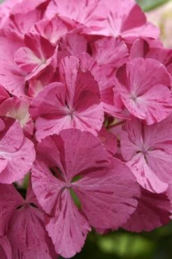 Sweet Fantasy Hydrangea - 3 Gallon Pot -Garden Plant Shop Hydrangea Sweet Fantasy 4